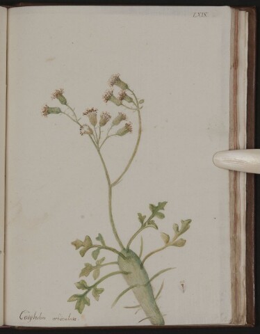 Anteprima dell'oggetto