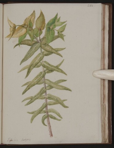 Anteprima dell'oggetto