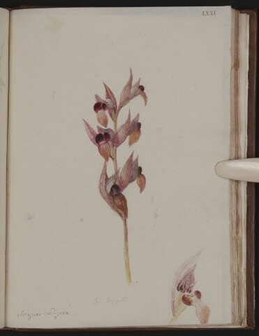 Anteprima dell'oggetto