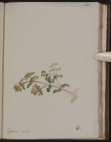 Anteprima dell'oggetto