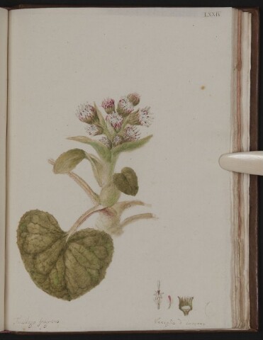 Anteprima dell'oggetto