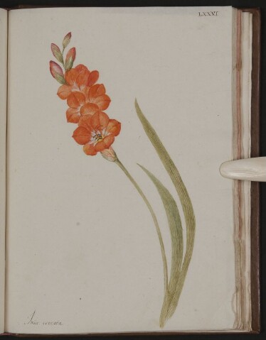 Anteprima dell'oggetto