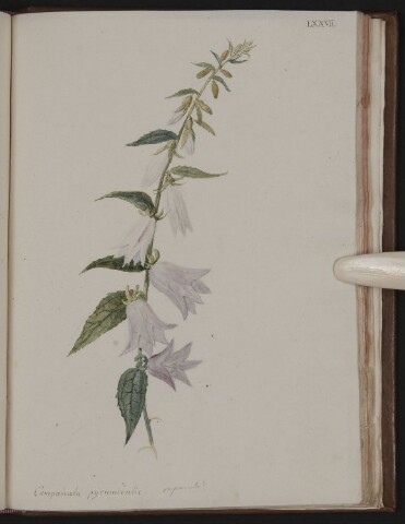 Anteprima dell'oggetto