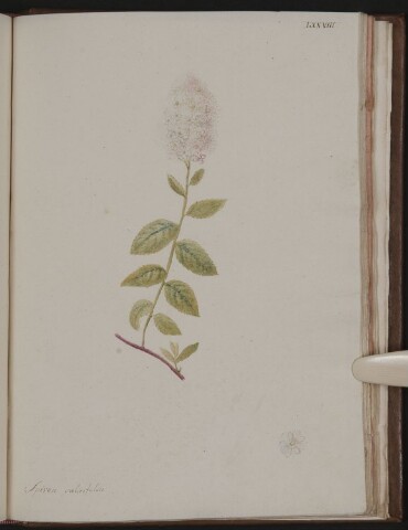 Anteprima dell'oggetto