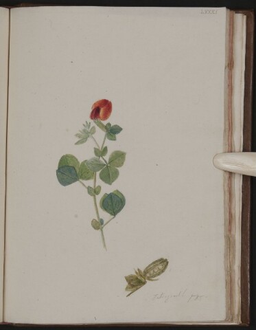 Anteprima dell'oggetto