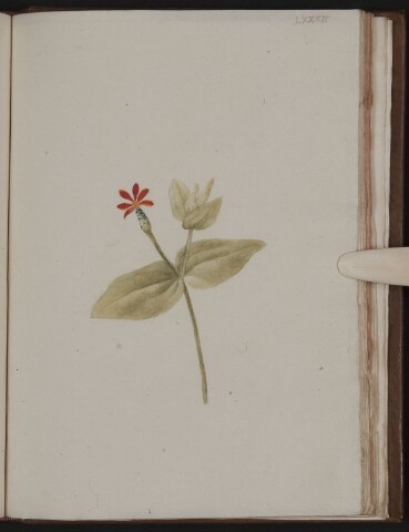 Anteprima dell'oggetto