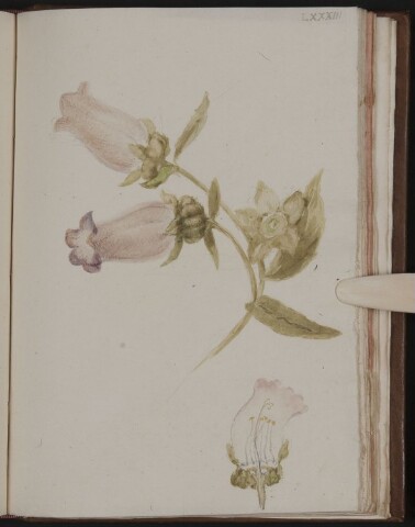 Anteprima dell'oggetto