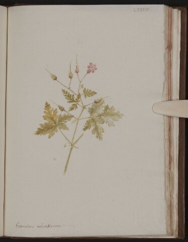 Anteprima dell'oggetto