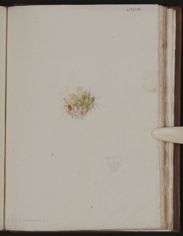 Anteprima dell'oggetto