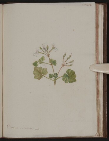 Anteprima dell'oggetto