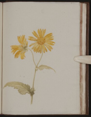 Anteprima dell'oggetto