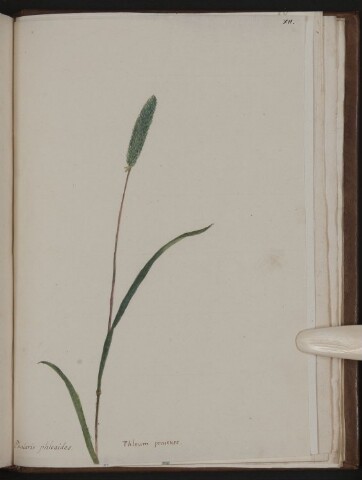 Anteprima dell'oggetto