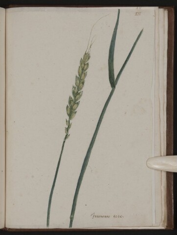 Anteprima dell'oggetto