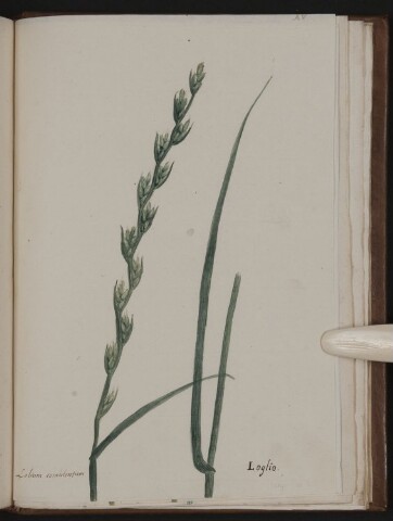 Anteprima dell'oggetto