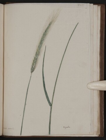 Anteprima dell'oggetto