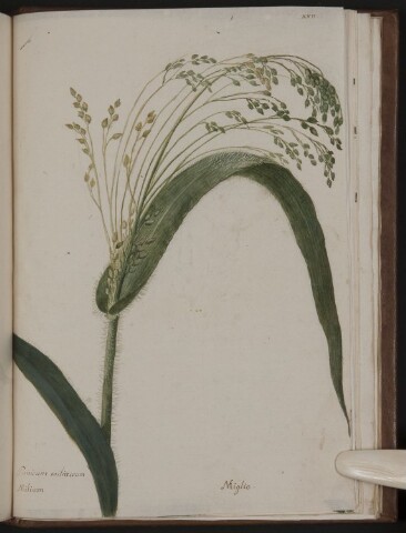 Anteprima dell'oggetto