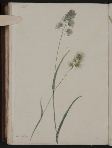 Anteprima dell'oggetto