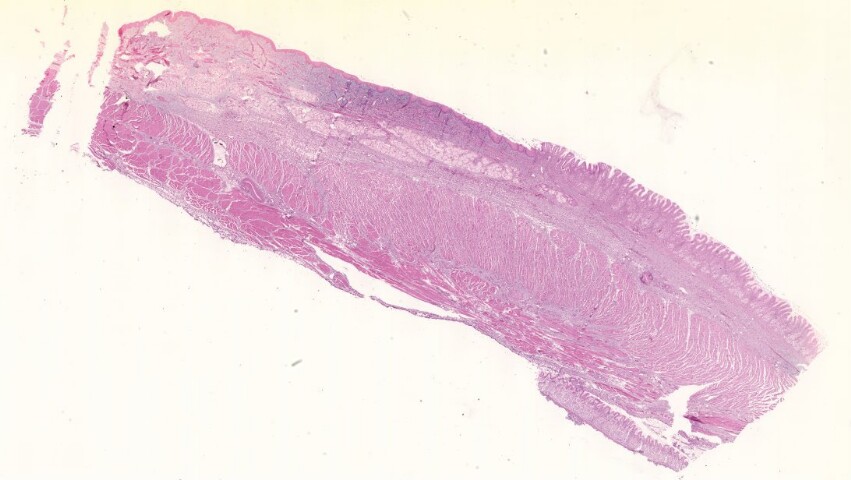 Anteprima dell'oggetto