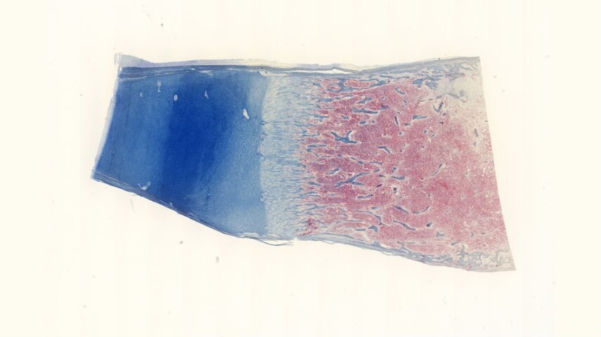 Anteprima dell'oggetto