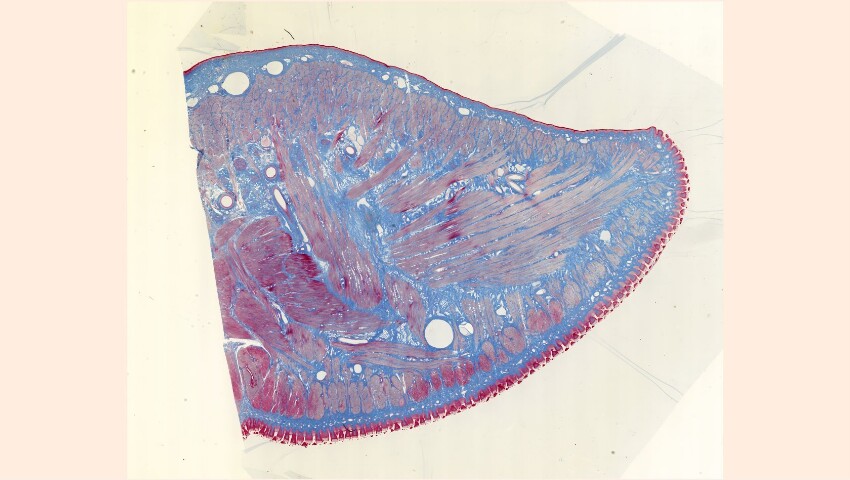 Anteprima dell'oggetto