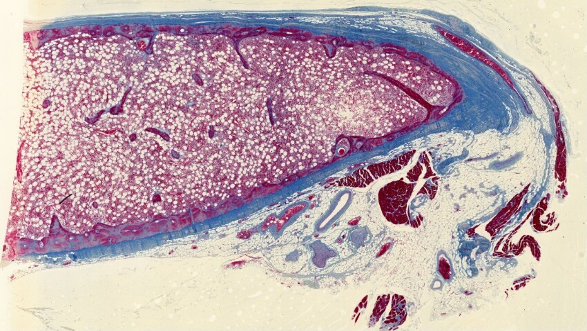 Anteprima dell'oggetto