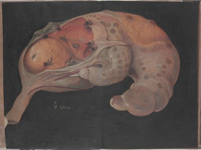 Anteprima dell'oggetto