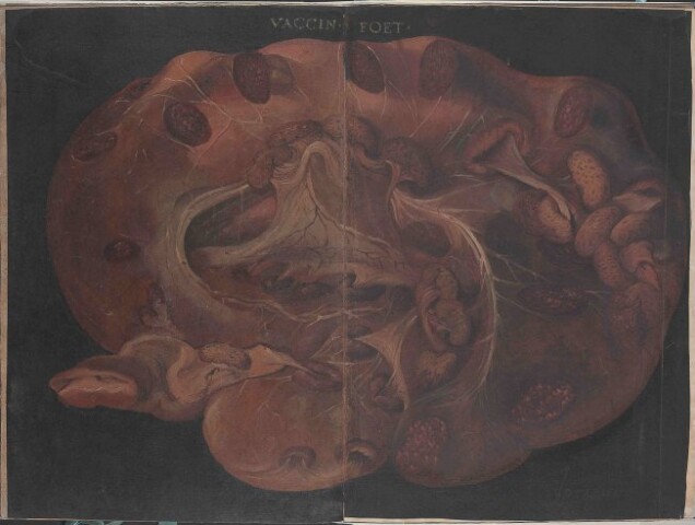 Anteprima dell'oggetto