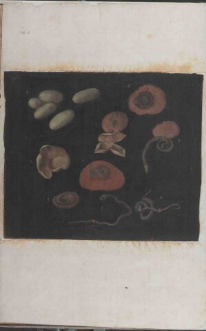 Anteprima dell'oggetto