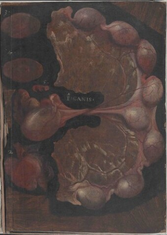 Anteprima dell'oggetto