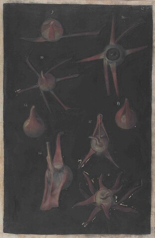 Anteprima dell'oggetto