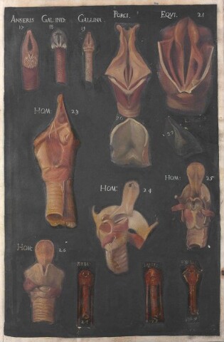 Anteprima dell'oggetto