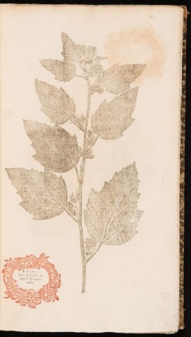 Anteprima dell'oggetto