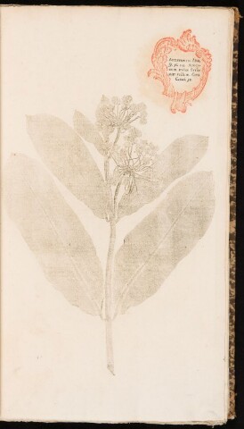 Anteprima dell'oggetto