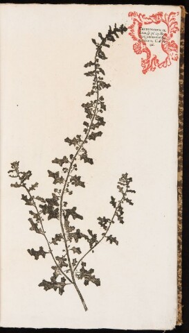 Anteprima dell'oggetto