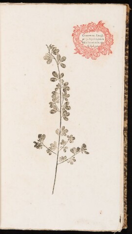 Anteprima dell'oggetto