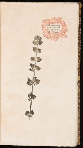 Anteprima dell'oggetto