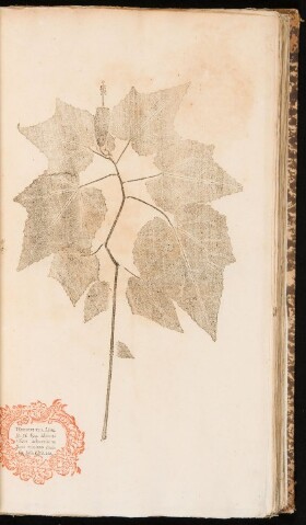 Anteprima dell'oggetto