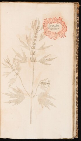 Anteprima dell'oggetto