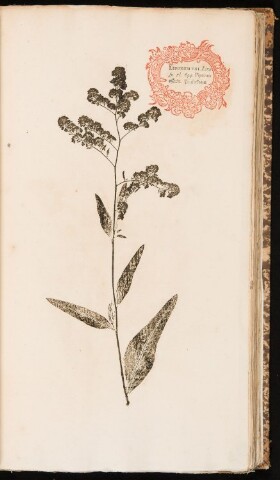 Anteprima dell'oggetto