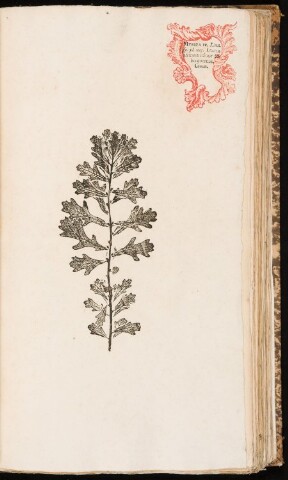 Anteprima dell'oggetto