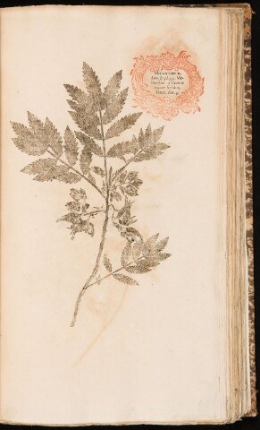 Anteprima dell'oggetto