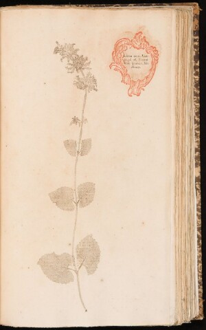 Anteprima dell'oggetto