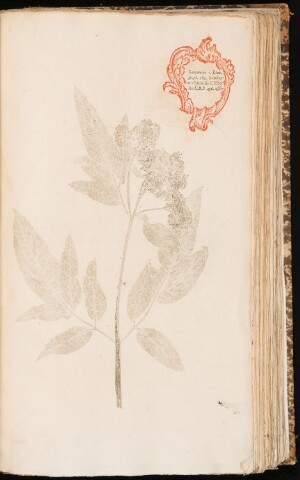 Anteprima dell'oggetto