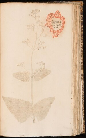 Anteprima dell'oggetto