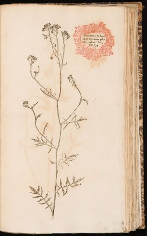 Anteprima dell'oggetto