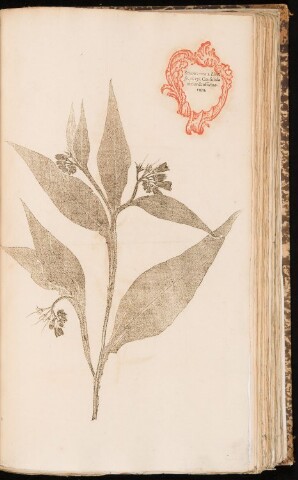 Anteprima dell'oggetto