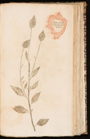 Anteprima dell'oggetto