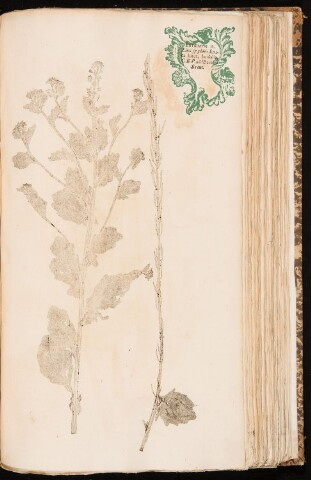 Anteprima dell'oggetto