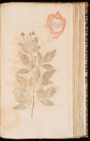 Anteprima dell'oggetto