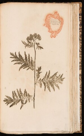 Anteprima dell'oggetto